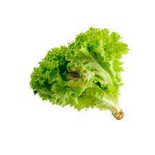 LECHUGA CRESPA X UN